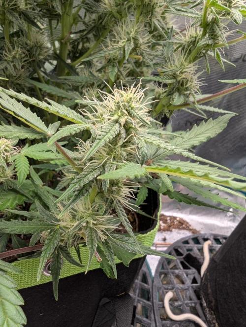 First Indoor Grow. Week 7