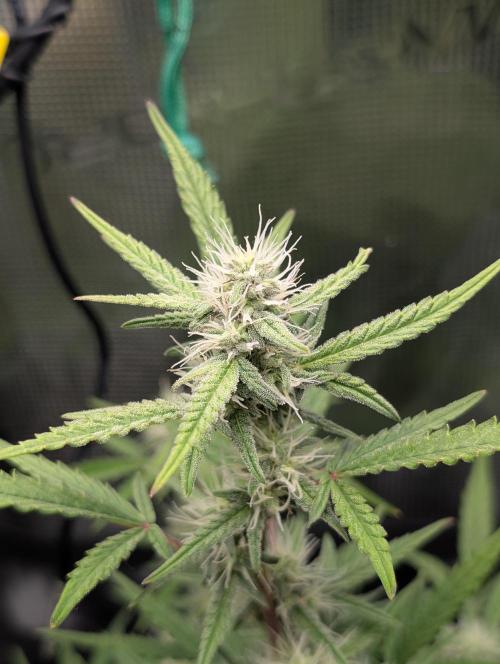 First Indoor Grow. Week 7