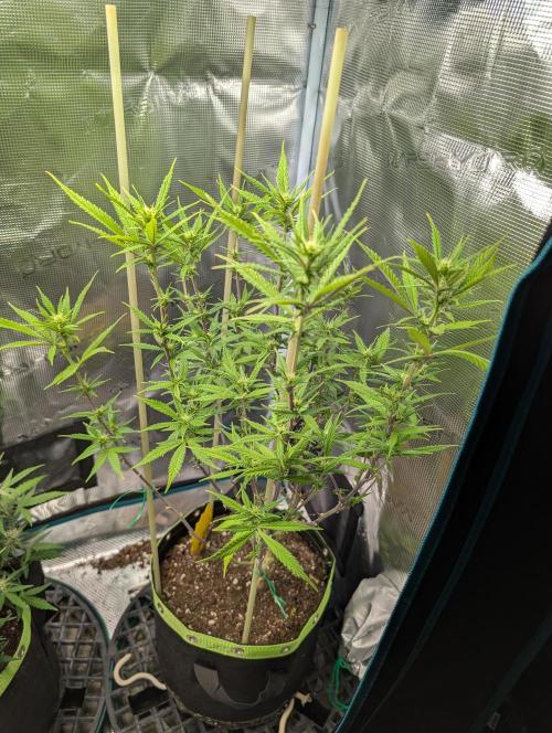 First Indoor Grow. Week 7