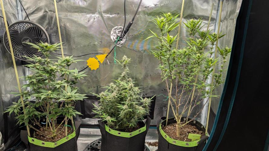 First Indoor Grow. Week 8