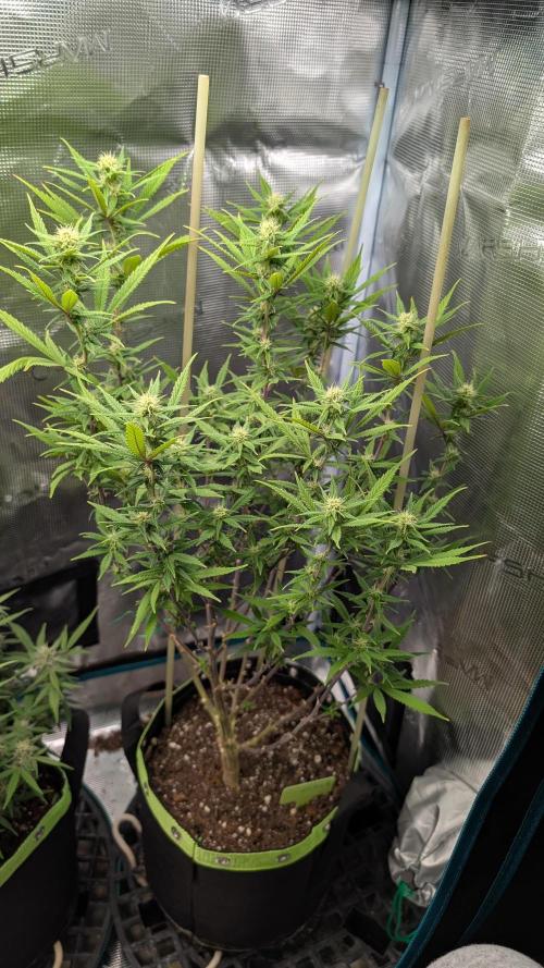 First Indoor Grow. Week 8