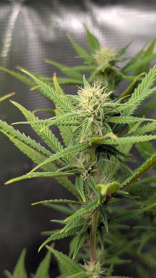 First Indoor Grow. Week 8