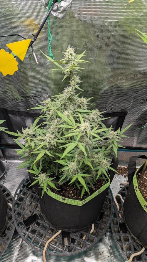 First Indoor Grow. Week 8