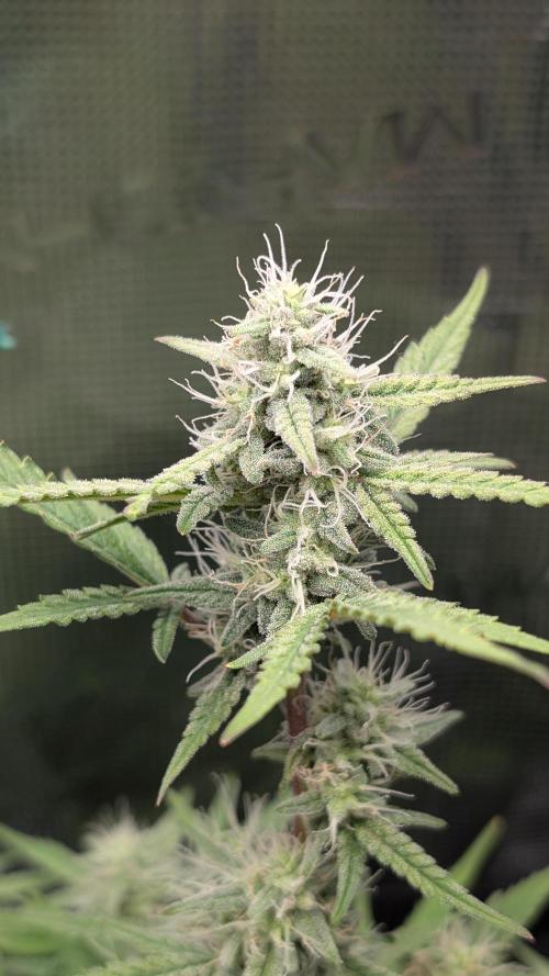 First Indoor Grow. Week 8