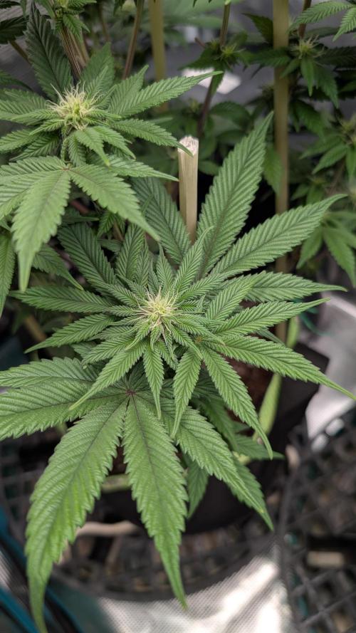 First Indoor Grow. Week 8