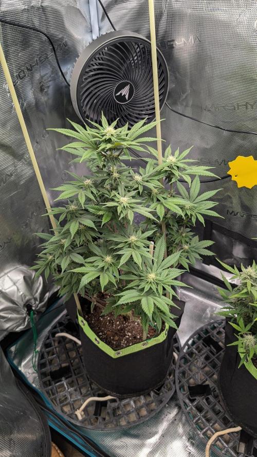 First Indoor Grow. Week 8