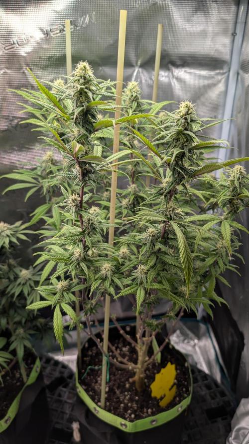 First Indoor Grow. Week 9