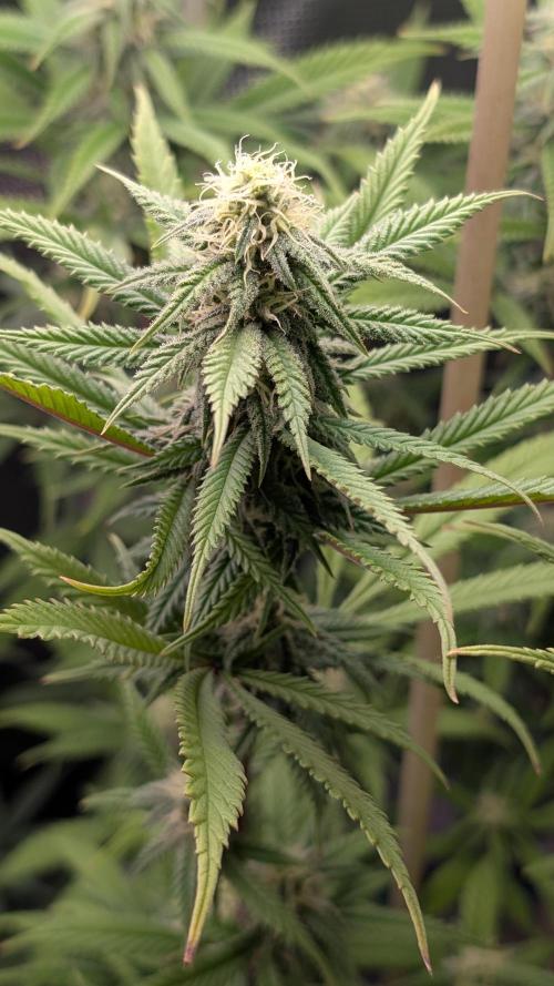 First Indoor Grow. Week 9