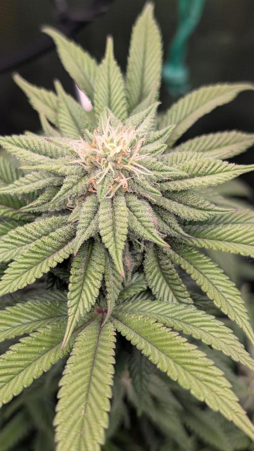 First Indoor Grow. Week 9