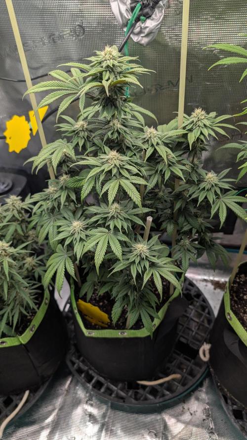 First Indoor Grow. Week 9