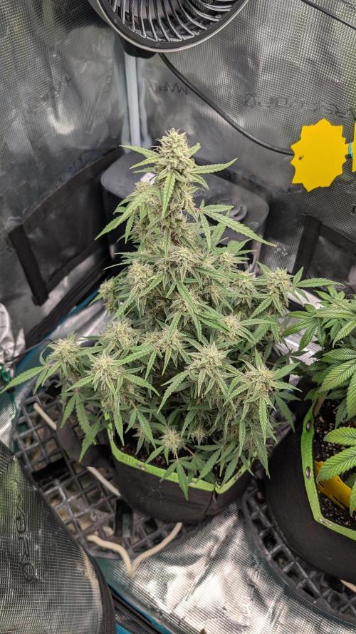 First Indoor Grow. Week 9