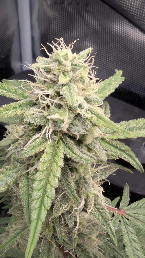 First Indoor Grow. Week 9