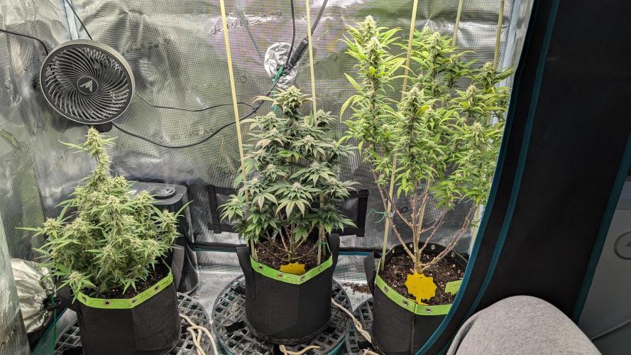 First Indoor Grow. Week 9