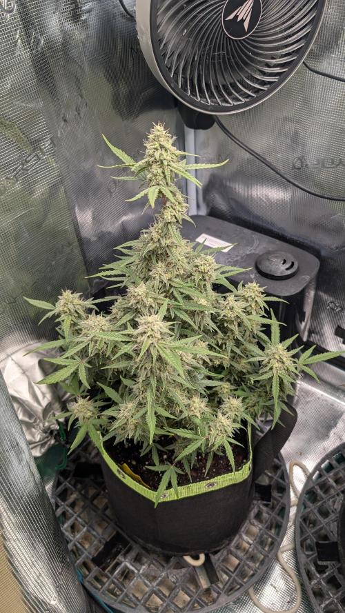 First Indoor Grow. Week 10