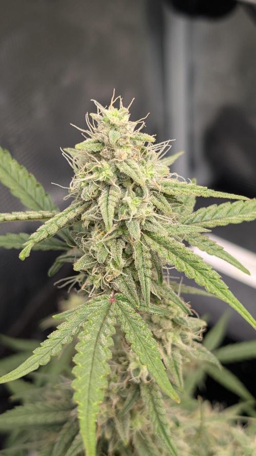 First Indoor Grow. Week 10