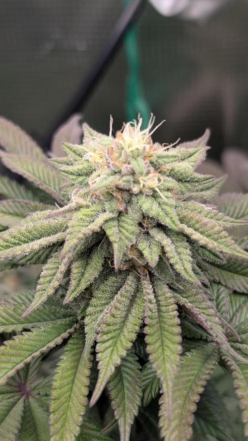 First Indoor Grow. Week 10