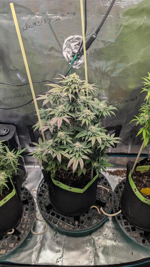 First Indoor Grow. Week 10