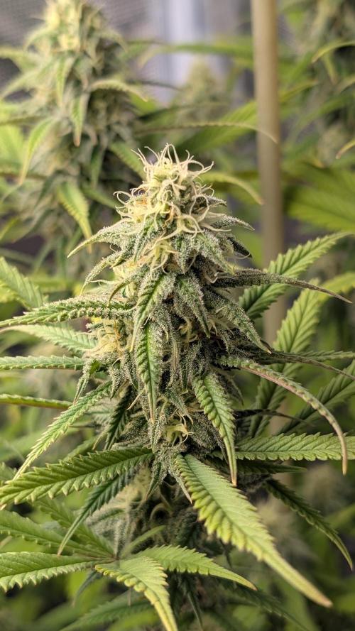 First Indoor Grow. Week 10