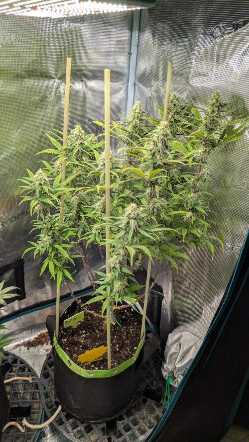 First Indoor Grow. Week 10