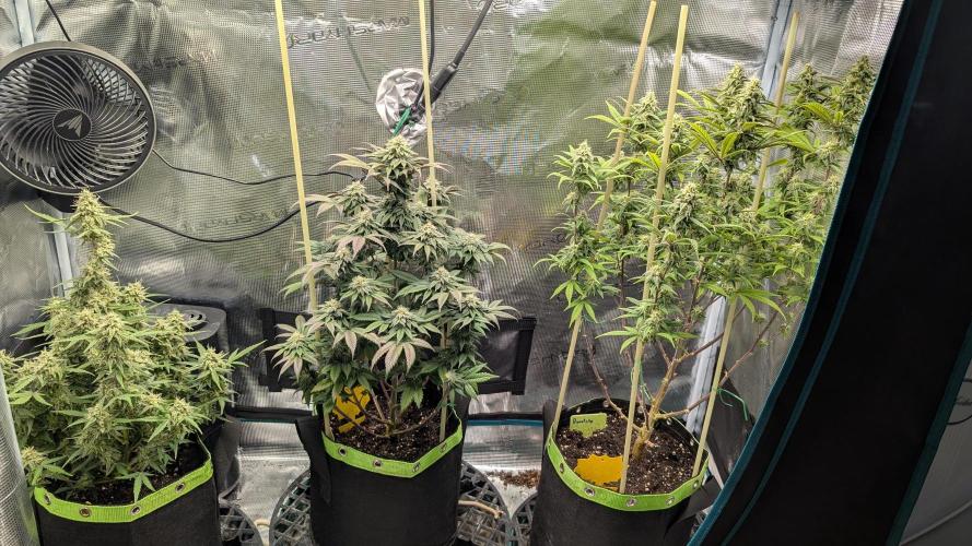 First Indoor Grow. Week 10