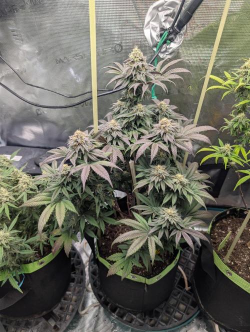 First Indoor Grow. Week 11