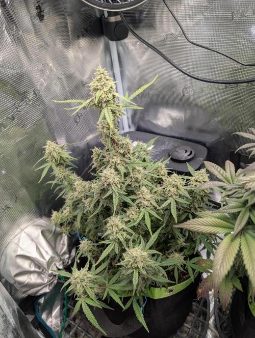 First Indoor Grow. Week 11