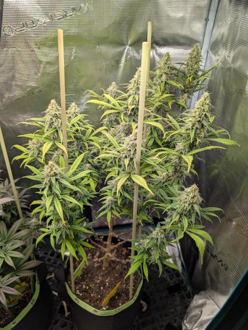 First Indoor Grow. Week 11