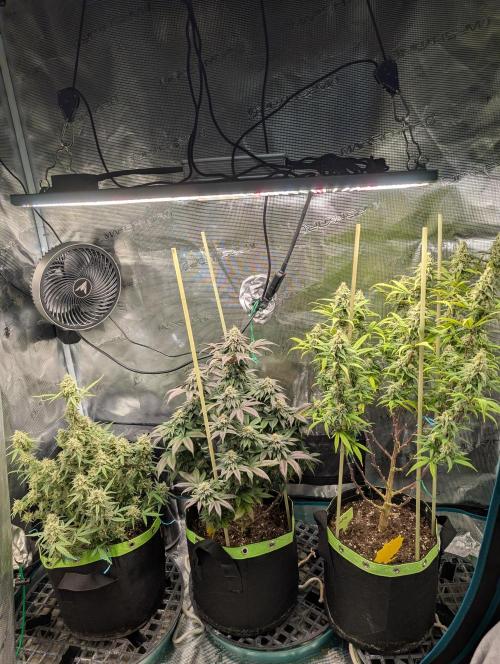 First Indoor Grow. Week 11