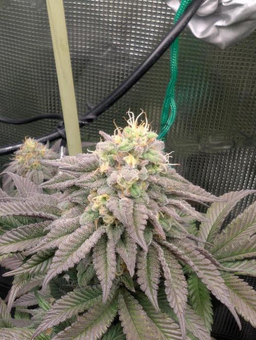 First Indoor Grow. Week 11