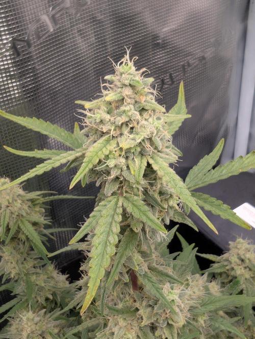 First Indoor Grow. Week 11