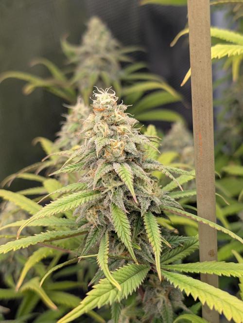 First Indoor Grow. Week 11