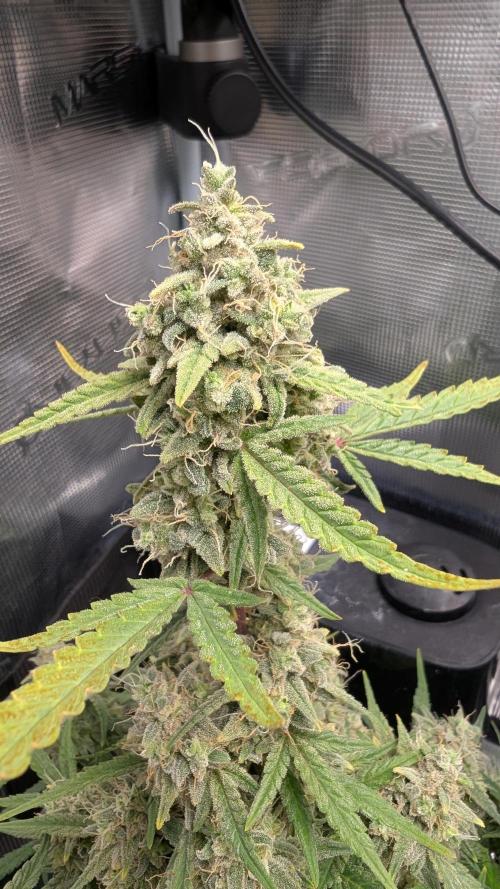 First Indoor Grow. Week 12