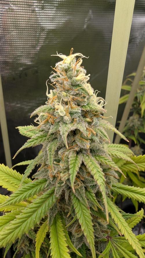 First Indoor Grow. Week 12