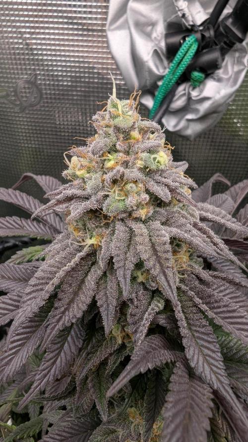 First Indoor Grow. Week 12