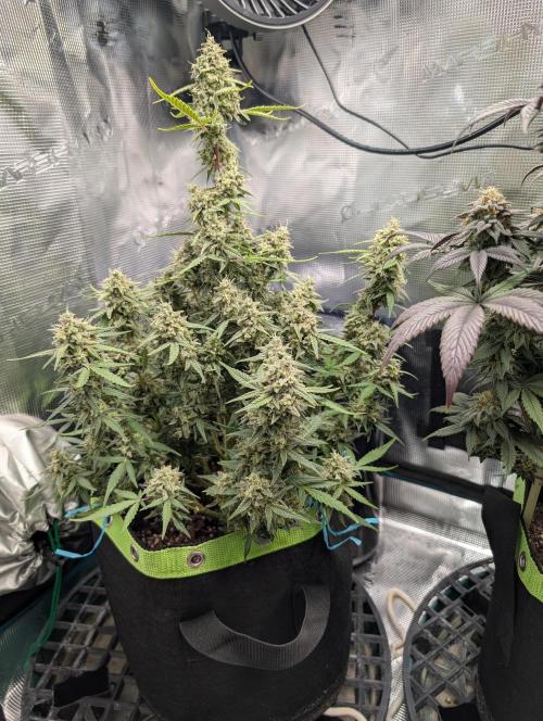 First Indoor Grow. Week 12