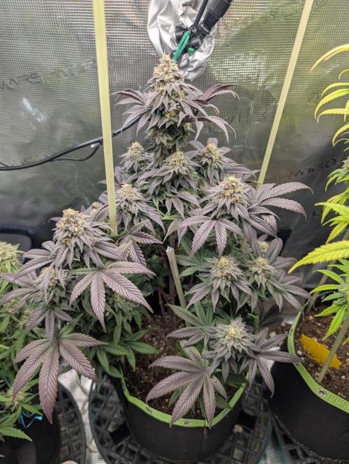 First Indoor Grow. Week 12