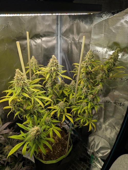 First Indoor Grow. Week 12