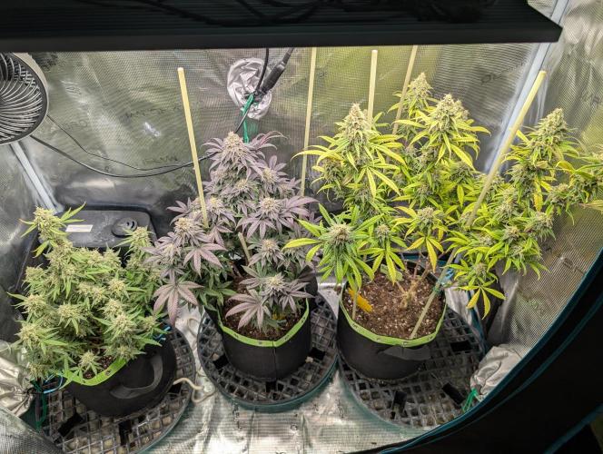 First Indoor Grow. Week 12