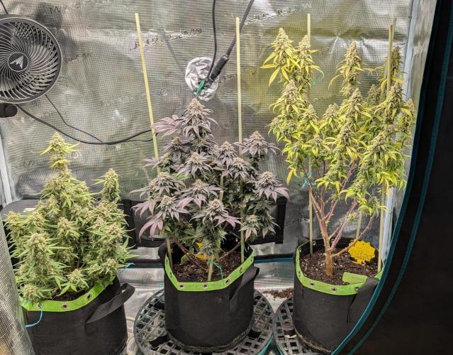 First Indoor Grow. Week 13