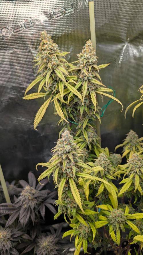 First Indoor Grow. Week 13