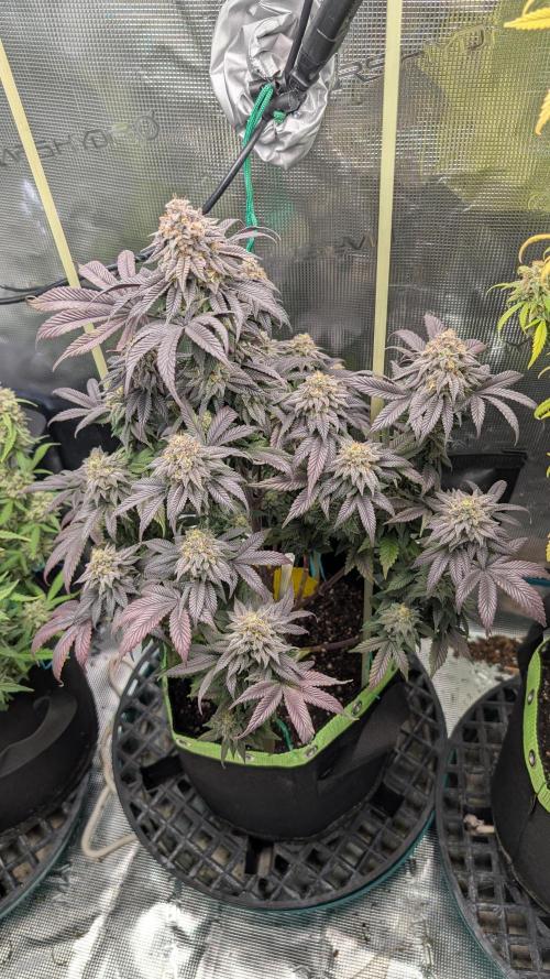 First Indoor Grow. Week 13