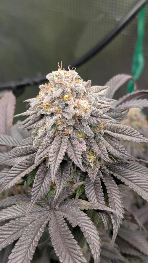 First Indoor Grow. Week 13