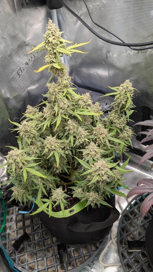 First Indoor Grow. Week 13