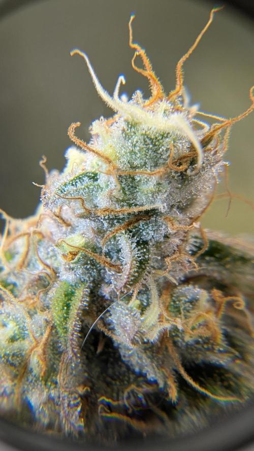 First Indoor Grow. Week 13