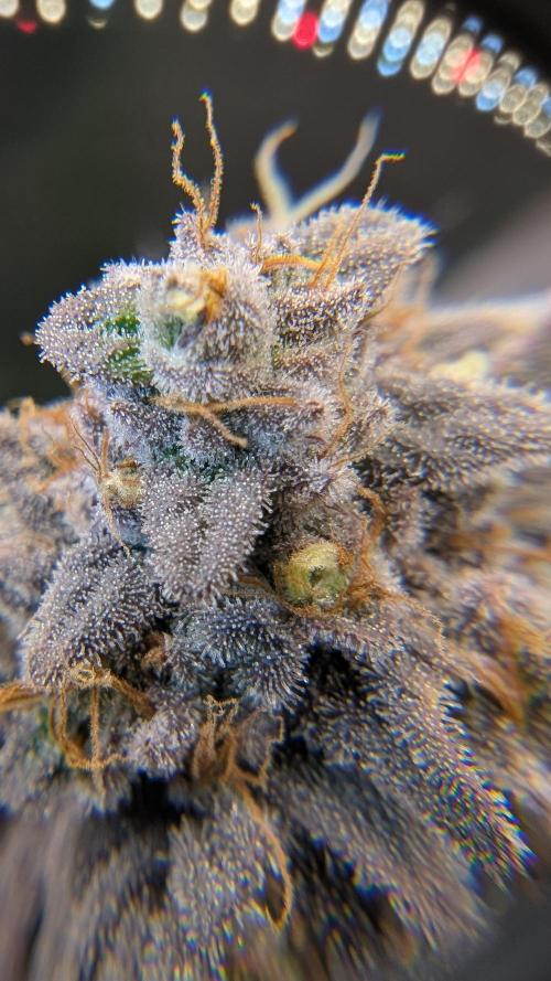 First Indoor Grow. Week 13