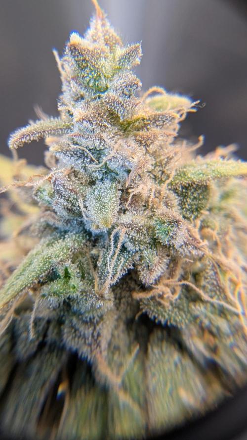 First Indoor Grow. Week 13