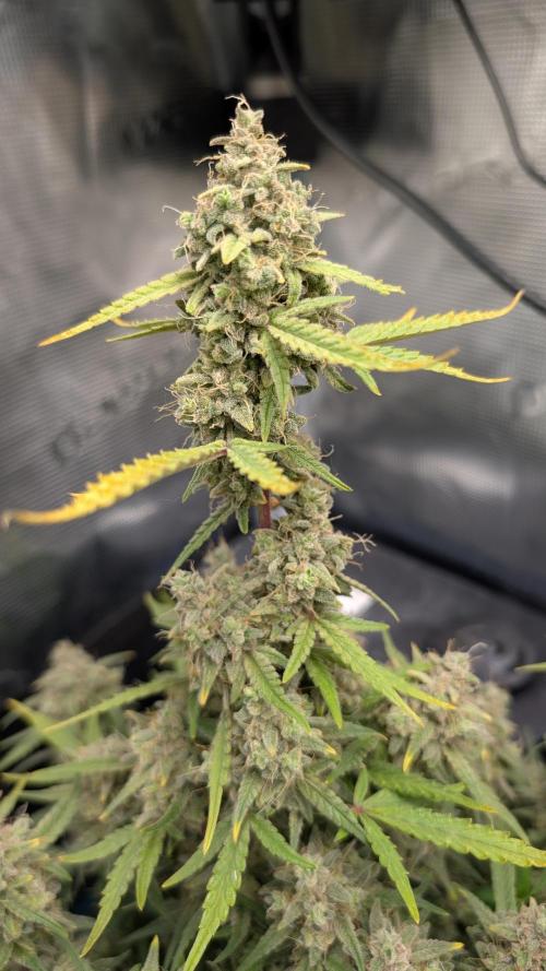 First Indoor Grow. Week 13