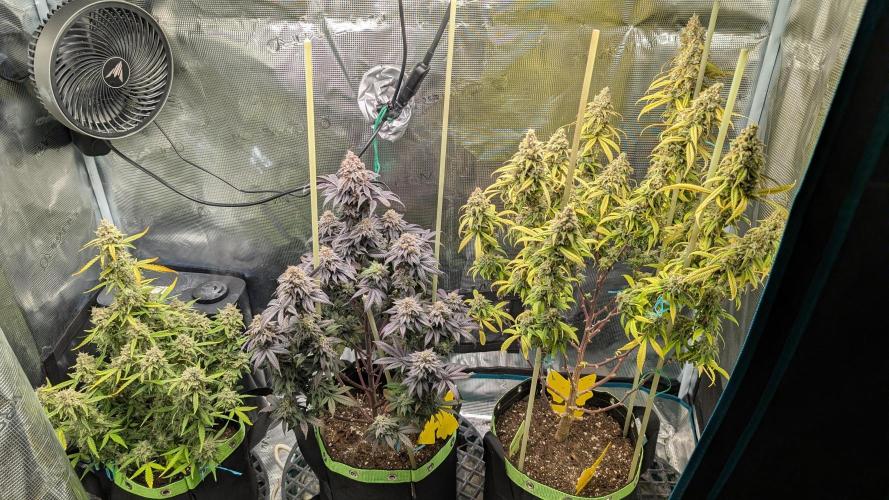 First Indoor Grow. Week 14