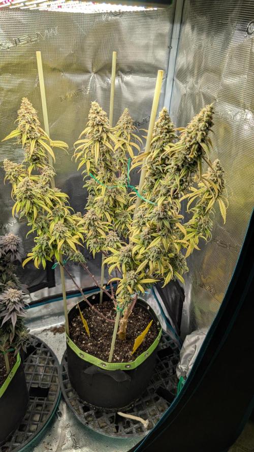 First Indoor Grow. Week 14