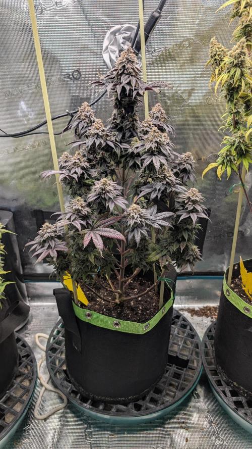 First Indoor Grow. Week 14